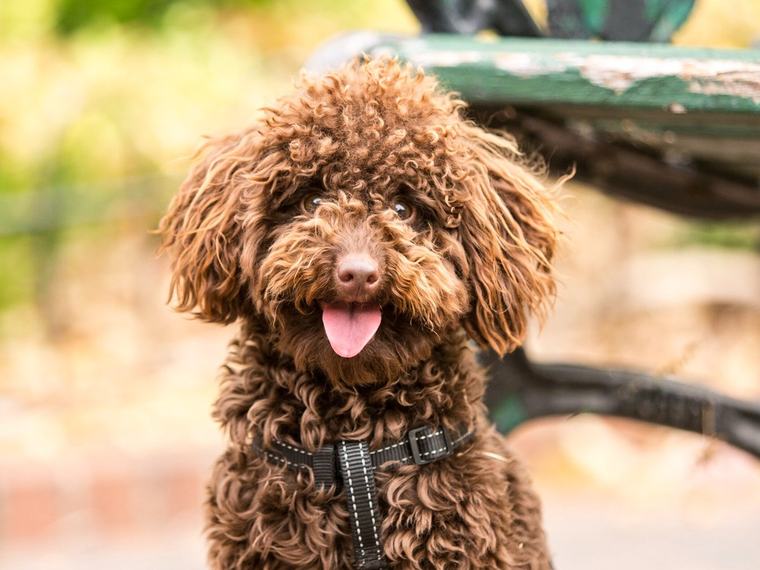 Dog Coach Expert