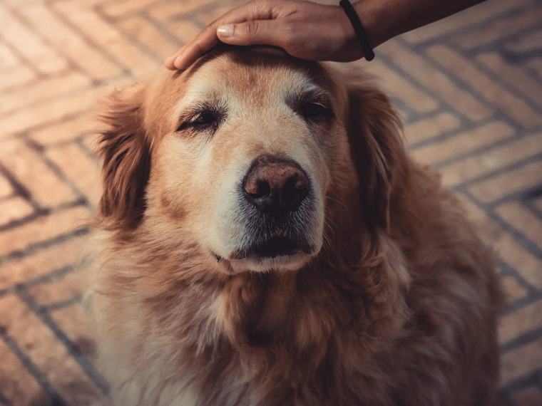 Dog Coach Expert