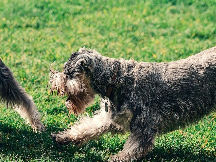 Dog Coach Expert